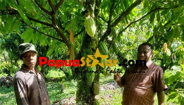 Komisi-II-DPR-PB-kunker-Kebun-Kakao-Ransiki
